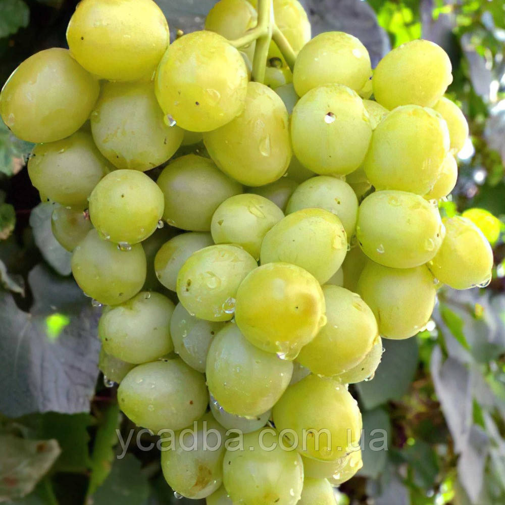 Виноград Дар'я (ранній), фото 1