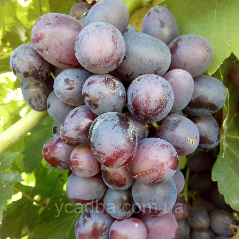 Виноград Подарунок Несвята (надранній), фото 1