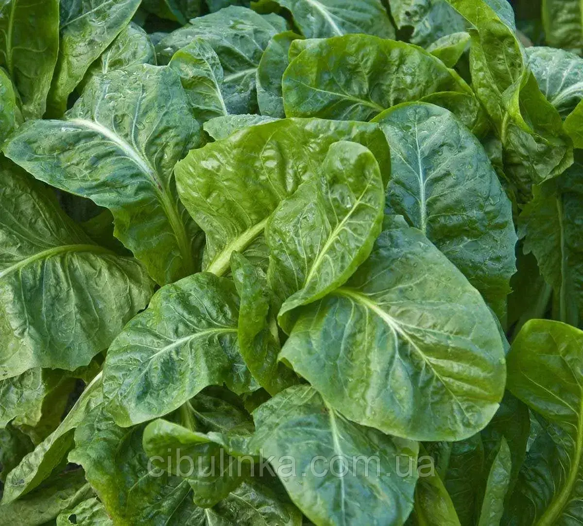 Шпинат Спірос F1 Bejo Zaden/Нідерланди 10 г, фото 1