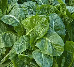 Шпинат Спірос F1 Bejo Zaden/Нідерланди 10 г