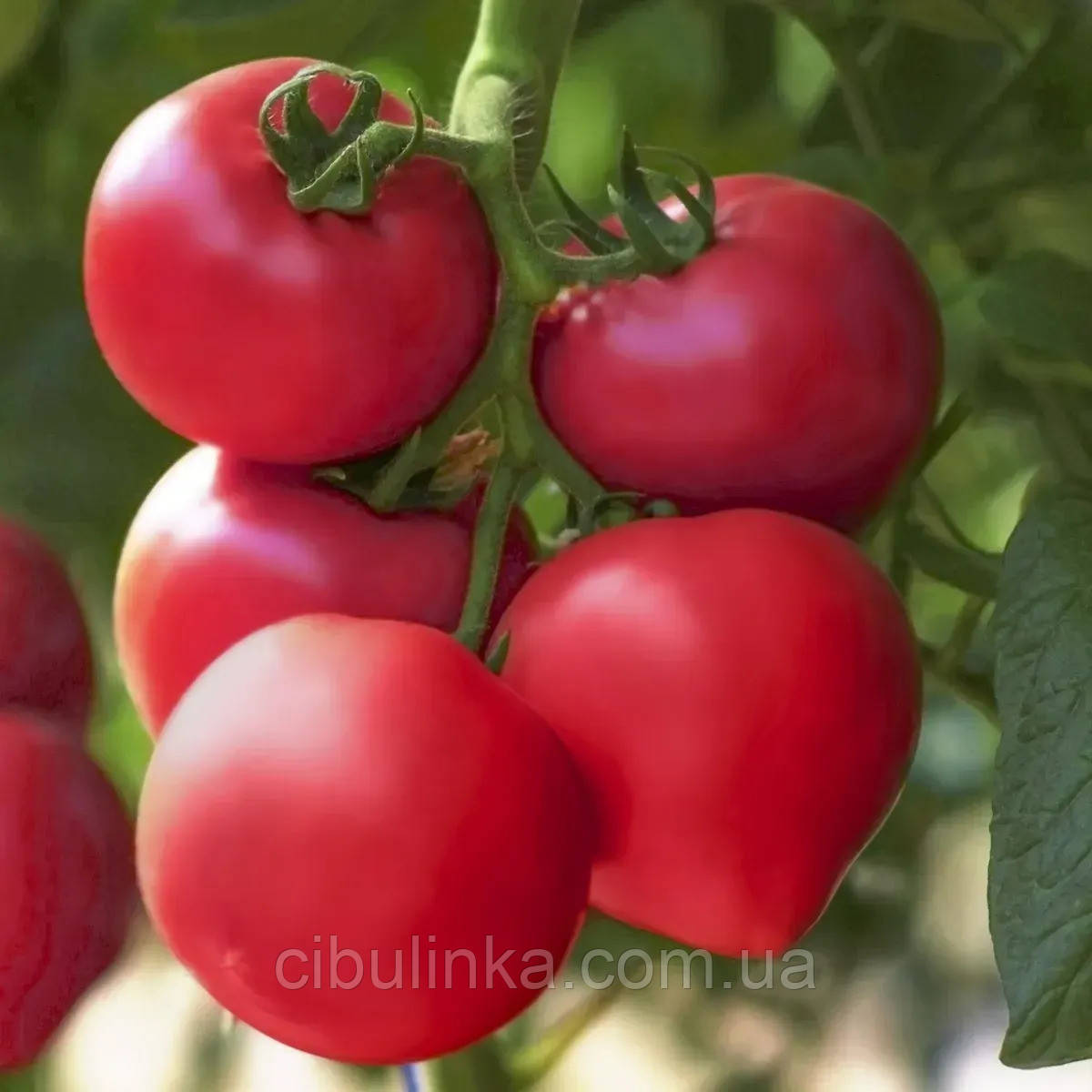 Томат Пінк Кристал F1 Clause/Франція 8 шт, фото 1