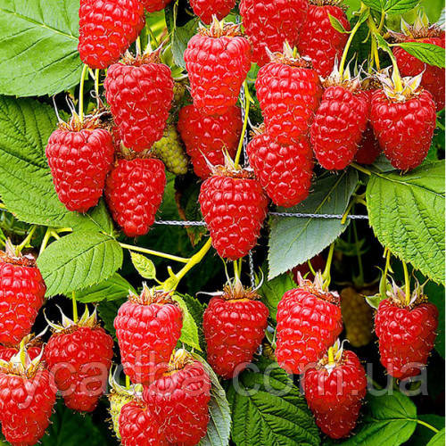 Малина Жар - птиця (пізній сорт), фото 1