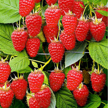 Малина Жар - птиця  (пізній сорт)