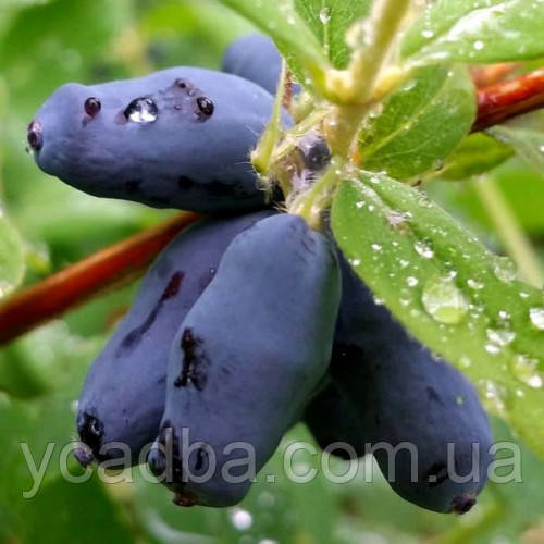 Жимолость їстівна Вітамінна 1 рік (рання), фото 1