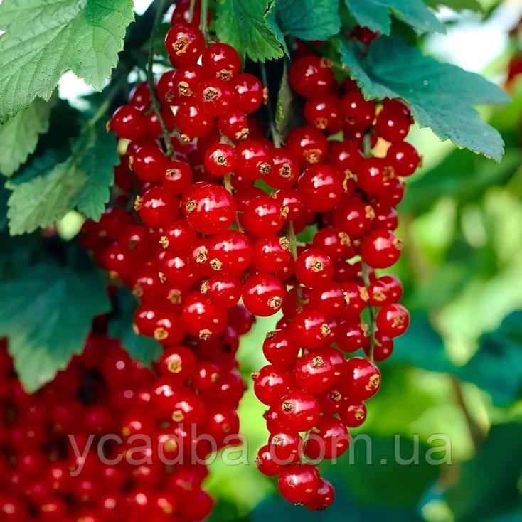 Смородина червона Святковий салют, фото 1