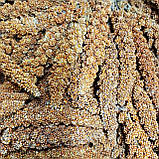 Чумиза в колосках, ласощі для папуг і гризунів (колоски не крупні), 50 г, фото 2