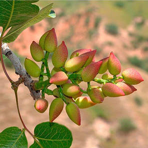 Саджанці фісташки сорт Гірська Перлина 2 річні, конт. 0.8 л, фото 1