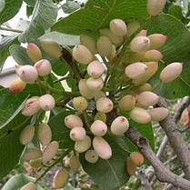 Саджанці фісташки сорт Гірська Перлина 2 річні, конт. 0.8 л, фото 4