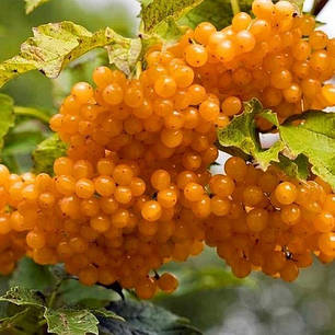 Калина сорт Xanthocarpum жовта звичайна, конт. P9, фото 1