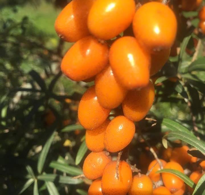 Саджанці обліпихи сорт Habego 2 річні, конт. 2 л