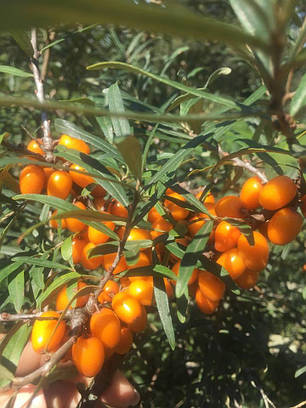 Саджанці обліпихи сорт Habego 2 річні, конт. 2 л, фото 2