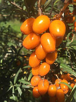 Саджанці обліпихи сорт Habego 2 річні, конт. 2 л, фото 3