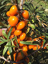 Саджанці обліпихи сорт Habego 2 річні, конт. 2 л, фото 4