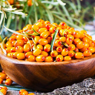 Саджанці обліпихи сорт Єва 2 річні, конт. 2 л, фото 1