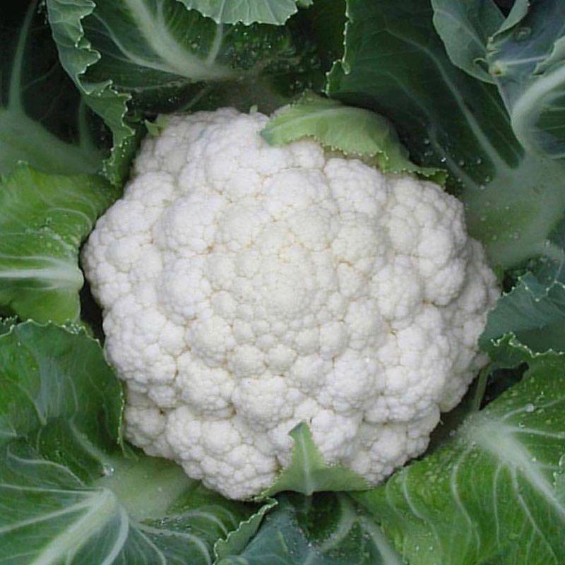 Професійне насіння капусти кольорової середньоранней Фрідом F1 (Seminis) 2500 шт