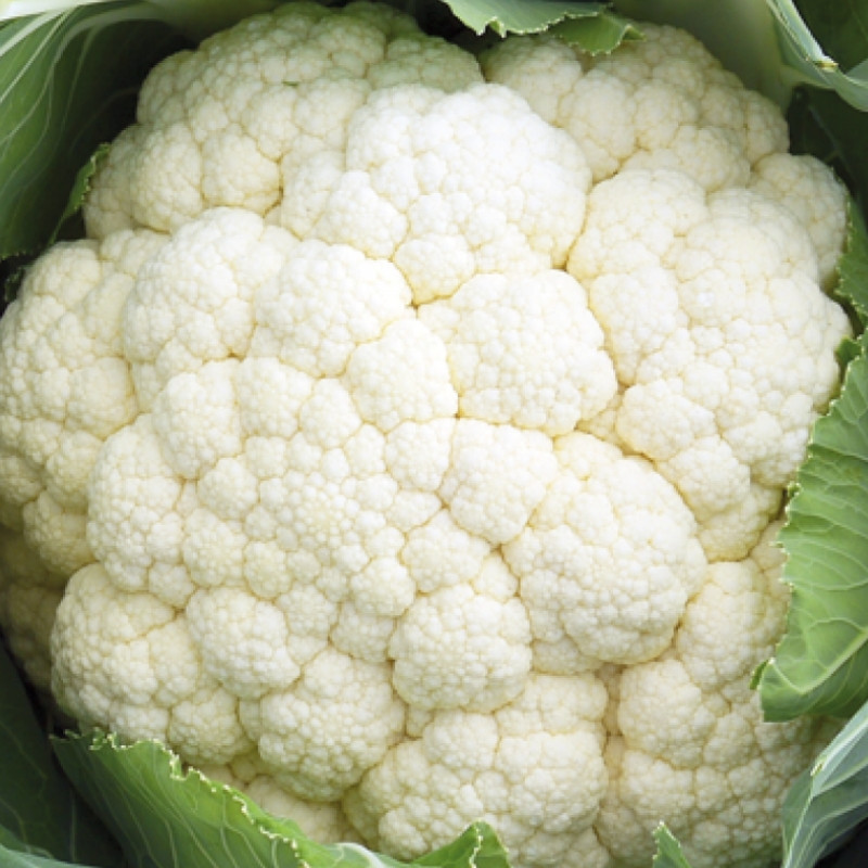 Професійне насіння капусти цвітної середньої Форталеза F1 (Seminis) 2500 шт.