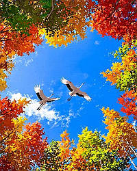 Алмазна вишивка АлМазка У теплі краї (АлМ-292) 40 х 50 см (Без підрамника)