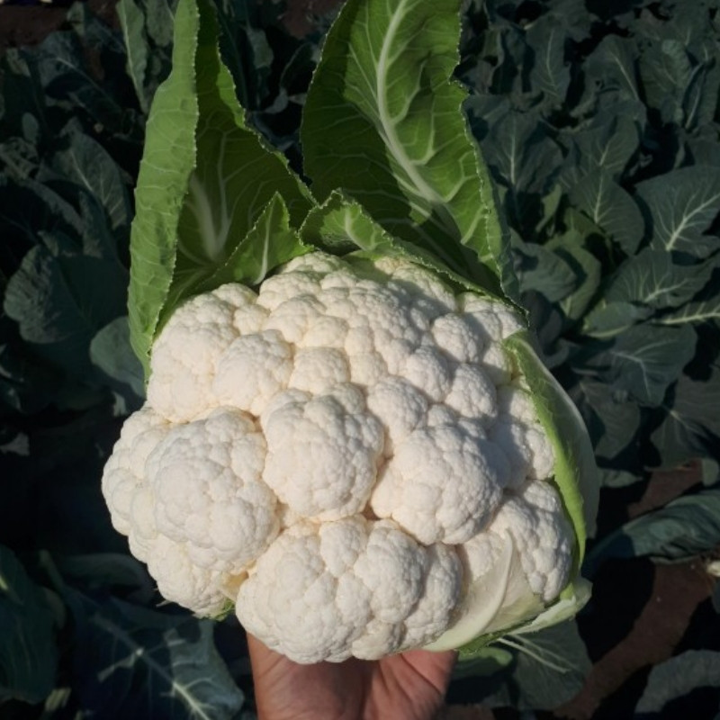 Професійне насіння капусти кольорової пізньої СВ 5818 АЦ F1 (Seminis) 2500 шт