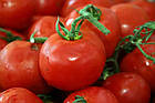 Томат Толстой F1 Bejo Zaden/Нідерланди 0,05 г, фото 4