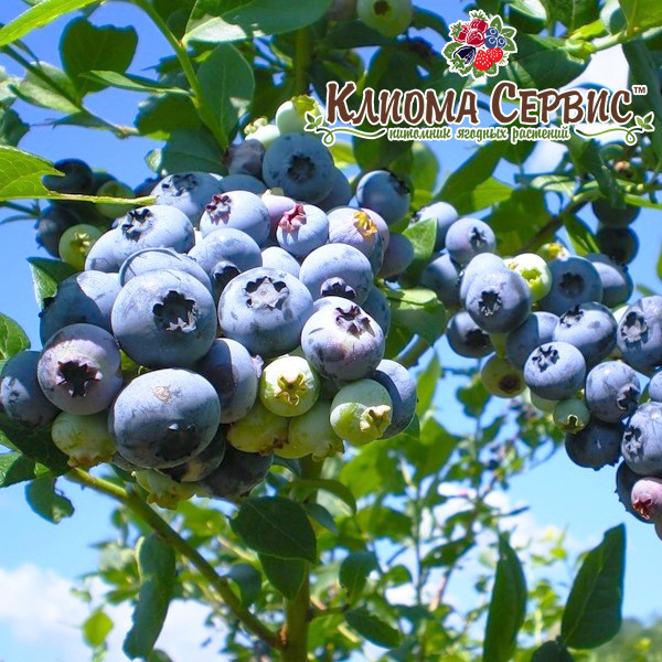 Саджанці лохини Блюкроп (Bluecrop) 4 річні, конт. 20 л