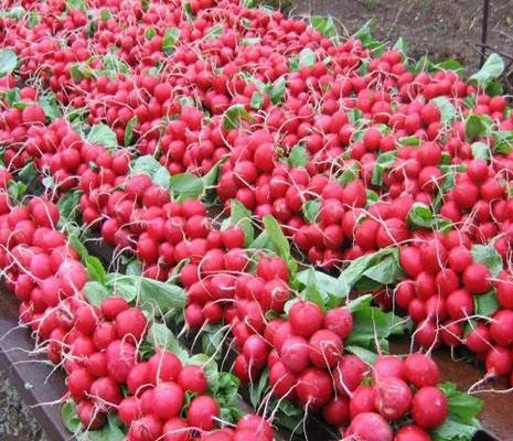 Редис Сора рання 0,1 кг - 220 грн/кг з чудовим смаком, вагові насіння для вигонки коренеплодів, фото 1