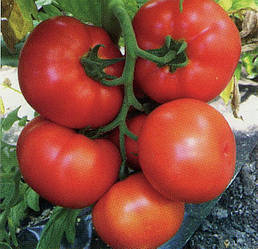 Томат Раллі F1 50 насінин