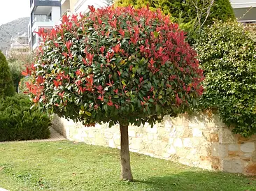 Фотінія Фразера Red Robin на штамбі, Фотиния Фразера Ред Робін на штамбі, Photinia fraseri Red Robin