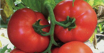 Томат Лезафорта F1 500 насінин