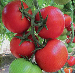 Томат Байконур F1 50 насінин