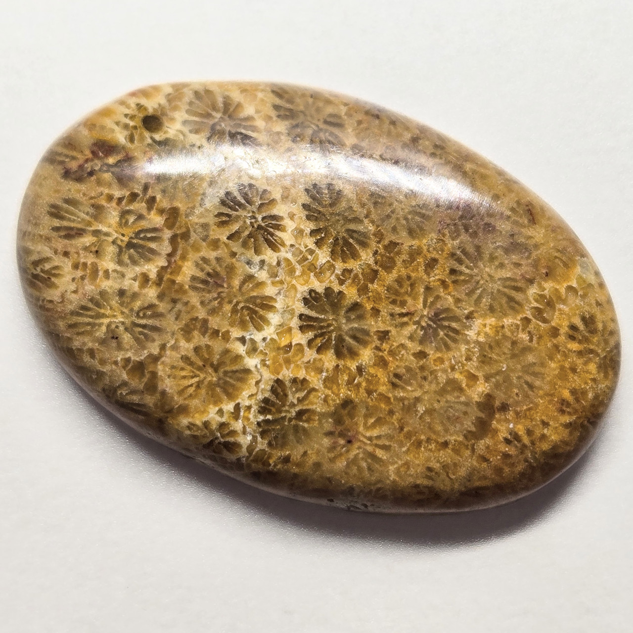 Скам'янілий корал - кабошон, натуральний камінь для  створення ювелірних прикрас 38 ct, фото 1