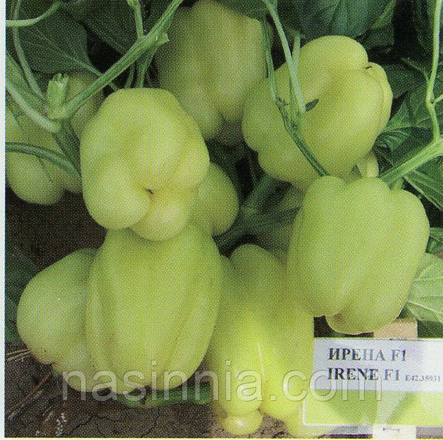 Перець Ірен F1 500 насіння, фото 1