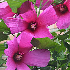 Гібіскус трав'янистий (20 шт. в упаковці), суміш забарвлень