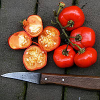 Семена Томат каннибалов, Solanum uporo 3 шт/уп