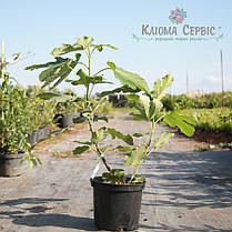 Саджанці інжиру сорт Фініковий, конт. P9, фото 2