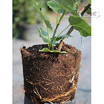 Саджанці інжиру сорт Фініковий, конт. P9, фото 3