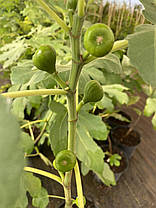 Саджанці інжиру сорт Фініковий, конт. P9, фото 4