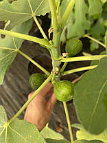 Саджанці інжиру сорт Фініковий, конт. P9, фото 5