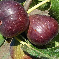 Саджанці інжиру сорт Рандіно, конт. P9