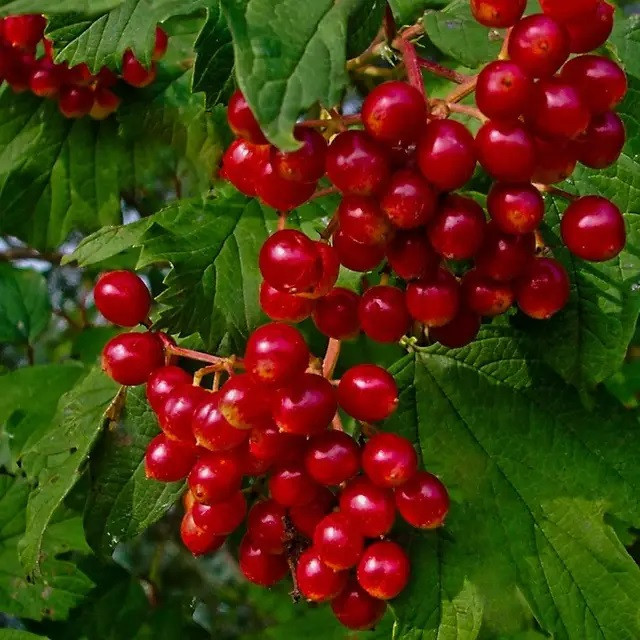 Калина червона сорт Еліксир 2 річна, конт. 2 л