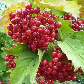 Калина червона сорт Еліксир 2 річна, конт. 2 л, фото 2