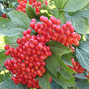 Калина червона сорт Еліксир 2 річна, конт. 2 л, фото 3