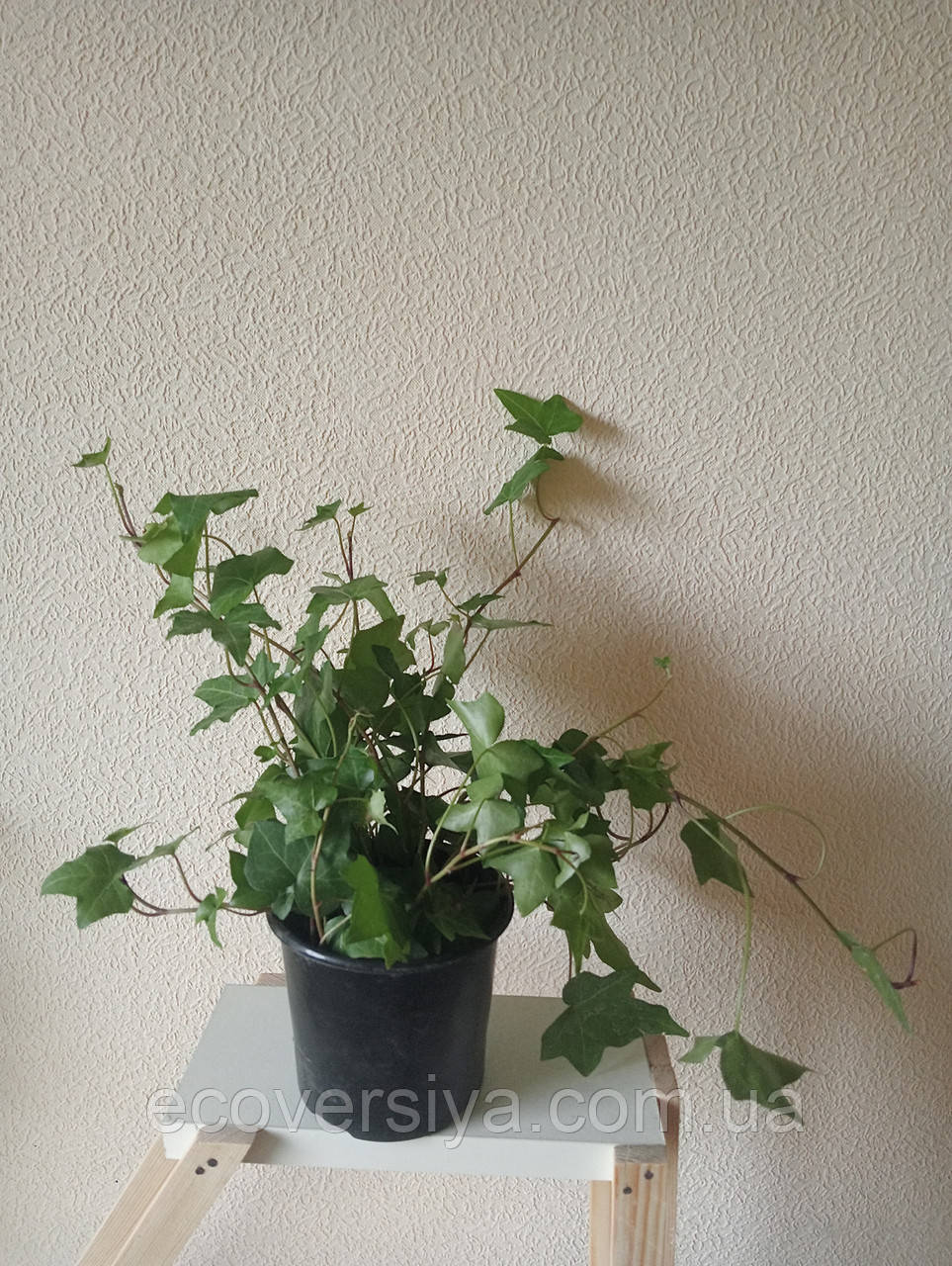 Плющ в горщику, фото 1