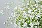 Гіпсофіла Сніговий Фонтан, елегантна однолітня  0,1 г (Leda Agro), фото 3