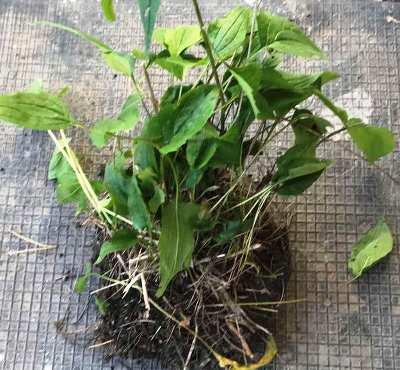 Ехінацея пурпурна. Кочка, ВКС., фото 1