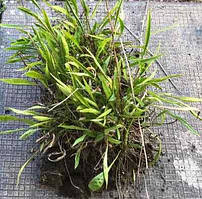 Кореопсис Зонен кінд. Коска. ВКС.