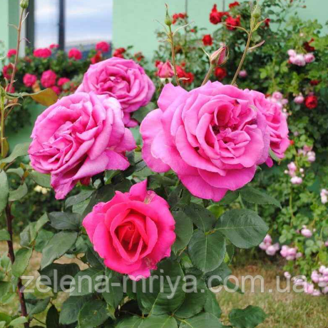 Троянда чайно-гібридна Пароле, фото 1