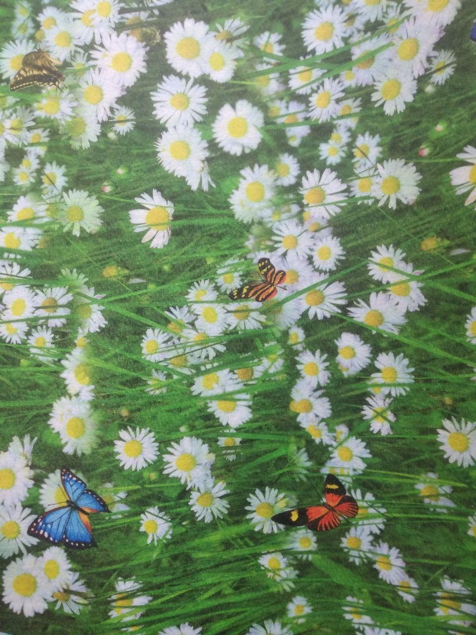 Доріжка - килимок на прогумованій основі на метраж ширина 80 см Ромашка, фото 1