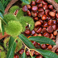 Саджанці каштана їстівного американського сорт Castanea dentata 2 річні, конт. 2 л