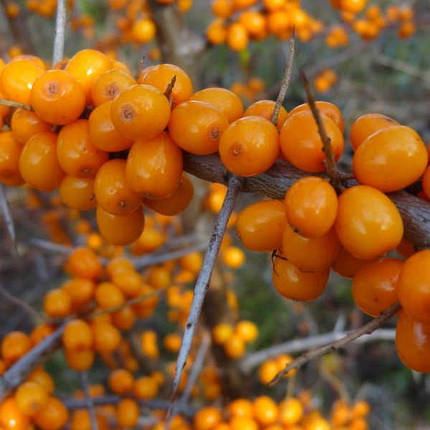 Саджанці обліпихи жіночої сорт Лейкора (Leikora) 2 річні, конт. 2 л, фото 1