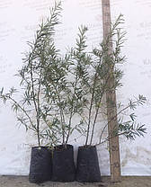 Саджанці обліпихи жіночої сорт Лейкора (Leikora) 2 річні, конт. 2 л, фото 2